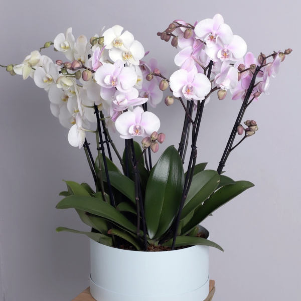 Орхидеи в шляпной коробке - Размер L