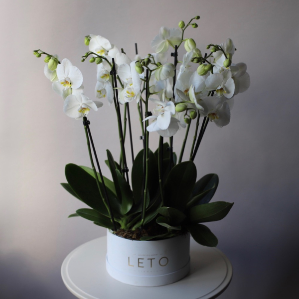 Орхидеи в шляпной коробке - Размер L 