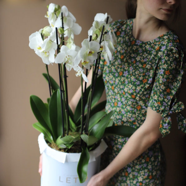 Орхидеи в шляпной коробке - Размер M